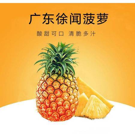 徐聞鳳梨 嶺南佳果，香甜禮贈(zèng)——探秘廣東特產(chǎn)新鮮大菠蘿